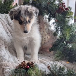 Cosmo - Black and white male Siberian Husky puppy in Webster City, Iowa from Kaleidoscope