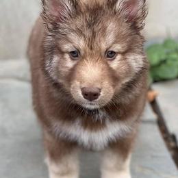 Siberian Huskies from Soulful Heart Siberians