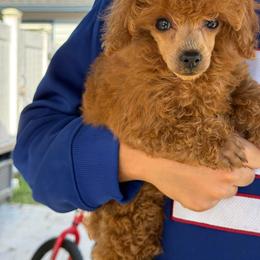 Ruby boy - Red  male Poodle puppy in Charlotte, North Carolina from Toy Poodle and Maltese Perfection