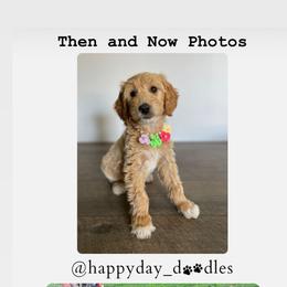 Goldendoodle Puppies from Happy Day Doodles
