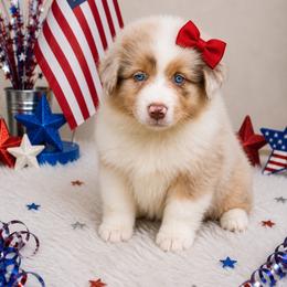 Dinah-2500-ready to go - Red merle female Australian Shepherd puppy in Star City, Arkansas from Blush & Lace Aussie Co.