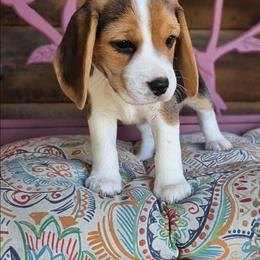 Tillie May - Black tan and white female Beagle puppy in Jerome, Missouri from Beam's Beagles