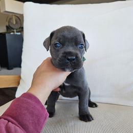 Gray female 9 - Gray female Cane Corso puppy in Jacksonville, North Carolina from Coliseum de Cassiope