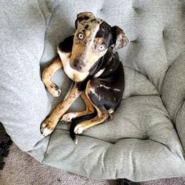 Catahoula Leopard Dog Puppies from ZM Catahoulas