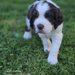 Jack - Liver and white male English Springer Spaniel puppy in Saginaw, Michigan from Kemerer Springers