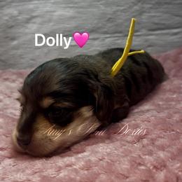 Dolly - Dapple female Dachshund puppy in Jena, Louisiana from Amy’s Mini Doxies