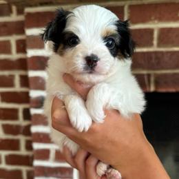 Boone - White black and tan male Papillon puppy in West End, North Carolina from Papillons in the Pines