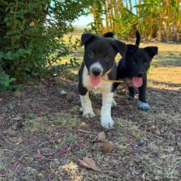 Girl 5 - Black and white female Border Collie puppy in Oroville, California from Coalcyn Kennels