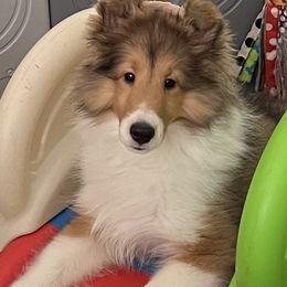 Shetland Sheepdogs from Wistwin