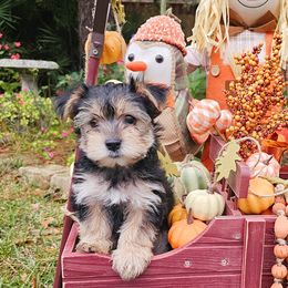 Green Collar Boy - Black and tan male Morkie puppy in Guyton, Georgia from Fluff Town Puppies