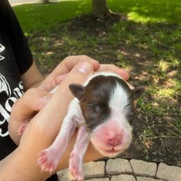 Dark Purple collar Bean chocolate - Liver male Miniature Schnauzer puppy in Temple, Texas from Schnauzers Of Taylor