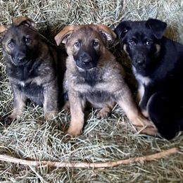 German Shepherd Puppies from Von Overen German Shepherds