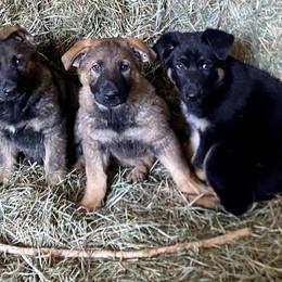 German Shepherd Puppies from Von Overen German Shepherds