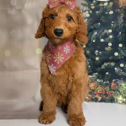 Ivy - Red  female Goldendoodle puppy in Pocasset, Massachusetts from Mini Goldendoodles of Cape Cod