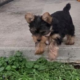 Addie - Black and gold female Yorkshire Terrier puppy in Grafton, West Virginia from Gemstone Kennel