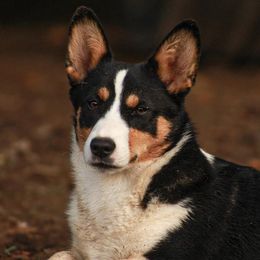American Corgis, Australian Cattle Dogs, Miniature Australian Shepherds, and Pembroke Welsh Corgis from BarHigh711
