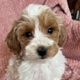 Molly - Parti female Goldendoodle puppy in Lowville, New York from Adirondack Labradoodles