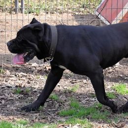 Cane Corso from Spagnolo Cane Corso