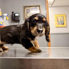 Dachshund Puppies from Dachshundsnextdoor