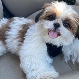 Shih Tzus from Donna Wilder's Shih Tzus