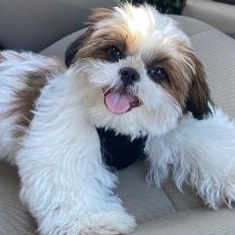 Shih Tzus from Donna Wilder's Shih Tzus