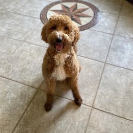 Penny  - Goldendoodle