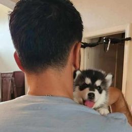 Pomsky Puppies from Peoria Pomskies