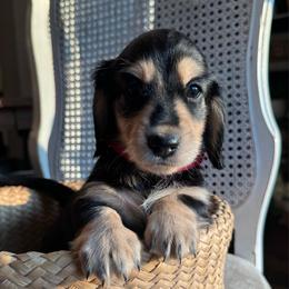 Velma - Black and cream female Dachshund puppy in Summertown, Tennessee from The Dapper Dachshund