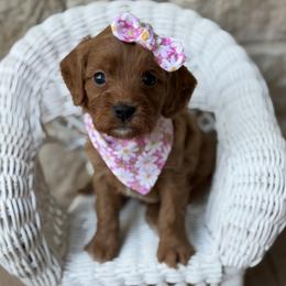 Poppy - Red female Cavapoo puppy in Springtown, Texas from Bluebonnett Maltipoos and Cavapoos