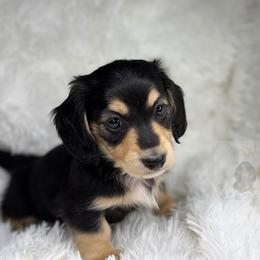 Jack - Black and cream male Dachshund puppy in Goodyear, Arizona from D&C Royal Dachshunds LLC