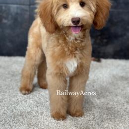 Willow - Apricot female Goldendoodle puppy in Milford, Indiana from Railway Acres Kennel