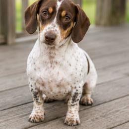 Sissy - Dachshund