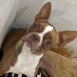 Polly - Boston Terrier