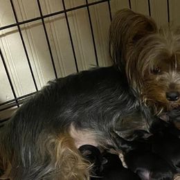 Yorkshire Terriers from Halls Tiny Yorkies