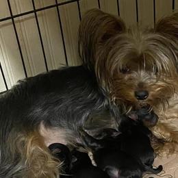 Yorkshire Terriers from Halls Tiny Yorkies