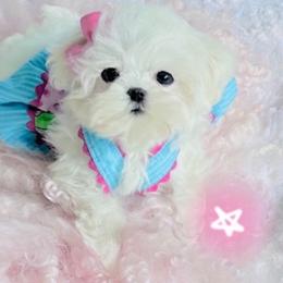 Maltese and Yorkshire Terrier Puppies from tatortot pup