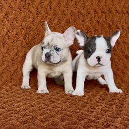 French Bulldog Puppies from A Quality French Bulldogs AZ