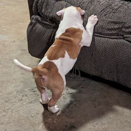 American Bulldog Puppies from Ugly Kluck Farm