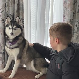 Fleury - Pomsky