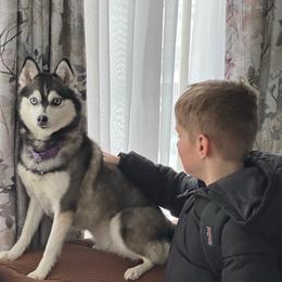 Fleury - Pomsky