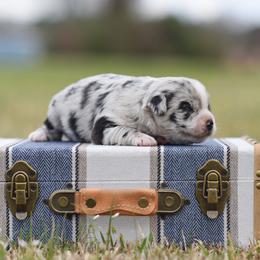 Romeo - Blue merle male Miniature Australian Shepherd puppy in White Oak, Texas from Triple Lake Ranch Miniature Australian Shepherds