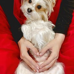 Yorkshire Terrier Puppies from Moonbabies Yorkies