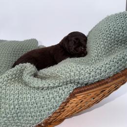 Girl 4 - Chocolate female Labrador Retriever puppy in Burton, Michigan from Sunbrooke Acres
