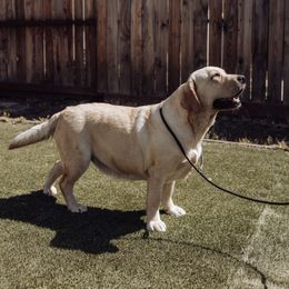 Delta - Labrador Retriever
