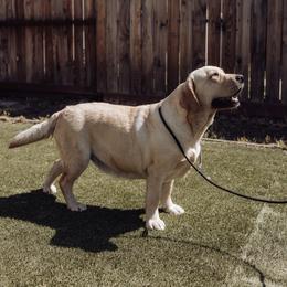 Delta - Labrador Retriever