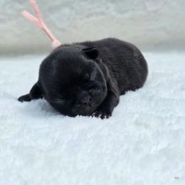 Pink Collar - Brindle female French Bulldog puppy in Polk City, Florida from Best Friend Frenchies, LLC