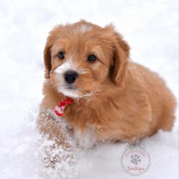 Red boy - Red male Bernedoodle puppy in Waukesha, Wisconsin from Bernedoodle Boutique (and Cavapoos)