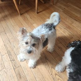 Pebbles - Biewer Terrier
