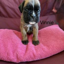 Boy 2 - Fawn male Boxer puppy in Cicero, New York from MK Boxer Haven of CNY