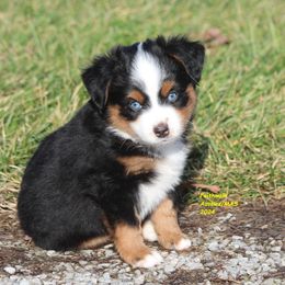 Denali, blue eyes - Miniature American Shepherd puppy from Faithwalk Aussies and Mini American Shepherds